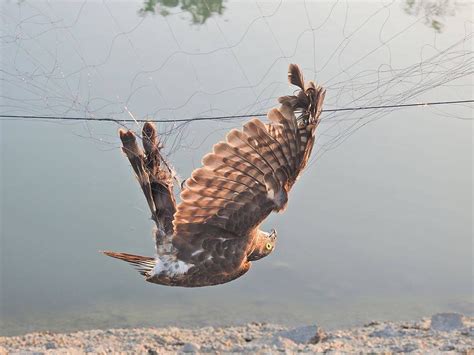 死鳥處理|全國野鳥救傷諮詢&政府單位通訊錄 